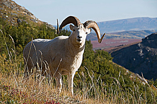 特写,野大白羊,白大角羊,站立,高山,阿拉斯加,北美