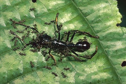 蚂蚁,蚁科,群,许多,背影,窝,哥伦比亚