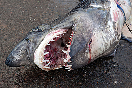 鲨鱼,地上,张嘴,尖牙,鱼市,布鲁维拉,西部,省,斯里兰卡,亚洲