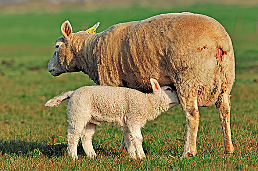 家羊,绵羊,母羊,吸吮,羊羔,北荷兰,荷兰,欧洲