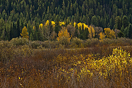 秋天,对比,柳树,大台顿国家公园,怀俄明,美国
