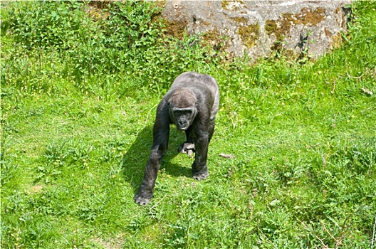 大猩猩,动物园