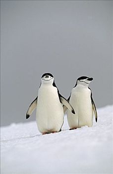 帽带企鹅,南极企鹅,一对,南极