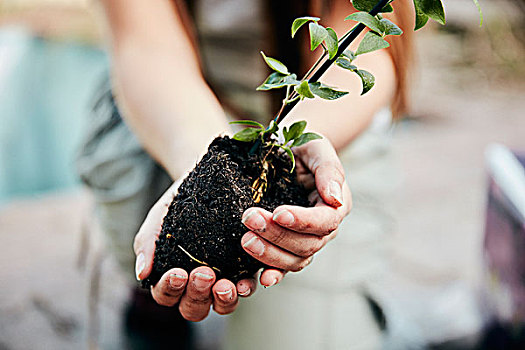 一个人,拿着,小,植物,准备,种植