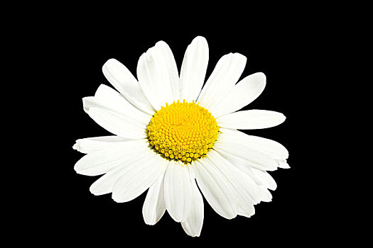 白色,雏菊,花