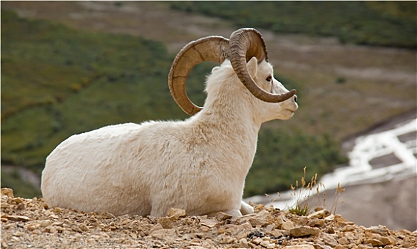 大角羊