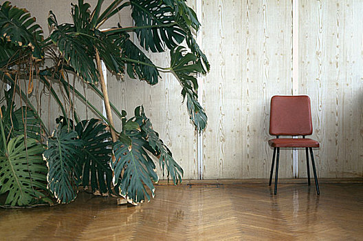 椅子,植物,房间