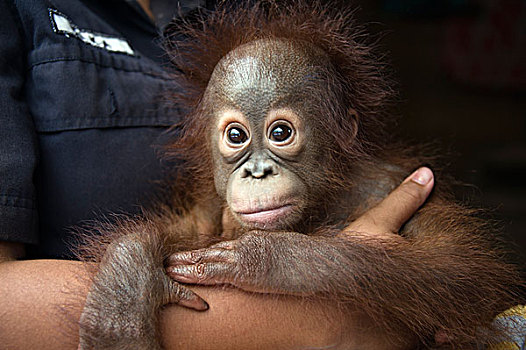 猩猩,黑猩猩,1岁,婴儿,拿,中心,婆罗洲,印度尼西亚