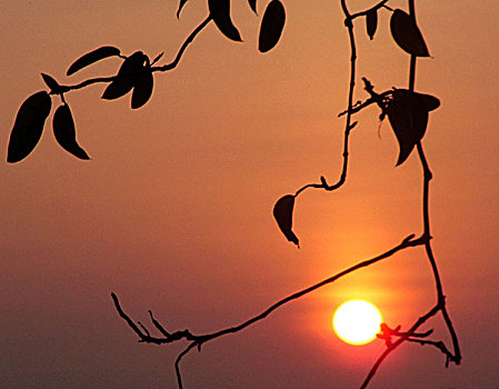 漂亮,日落,加尔各答,印度,十一月,2006年