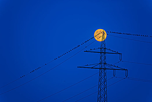 鸟,电线,上升,月亮,蓝色,钟点,巴登符腾堡,德国,欧洲