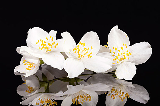 茉莉,白花,隔绝,黑色背景,背景