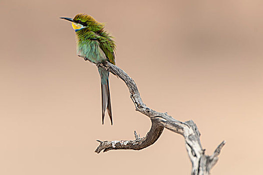 食蜂鸟,坐在树上,枝条,卡拉哈迪大羚羊国家公园,北开普,南非,非洲