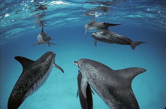 大西洋点斑原海豚,花斑原海豚,成年,斑点,幼小,巴哈马