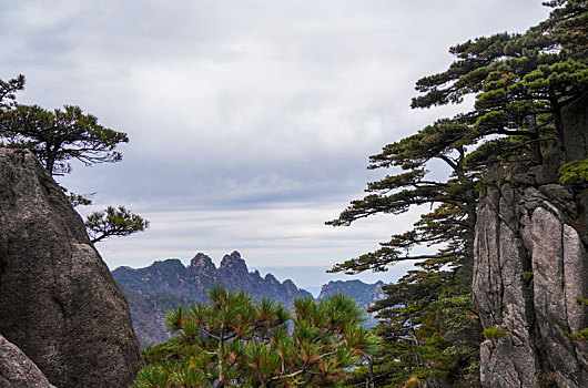 黄山松