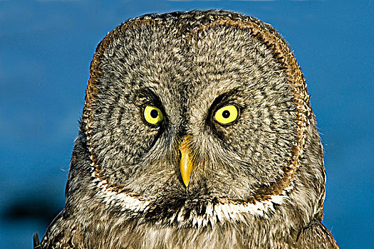 成年,乌林鸮,北方,艾伯塔省,加拿大
