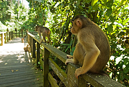 malaysia,borneo,sepilok,southern,pig-tailed,macaque,macaca,nemestrina,adult,female,with,baby,in,primary,rainforest