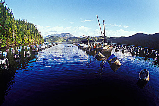 牡蛎,农场,格里夸湾,温哥华岛,不列颠哥伦比亚省,加拿大
