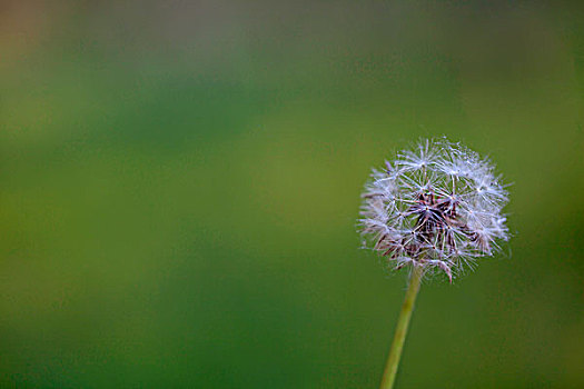 白色的蒲公英