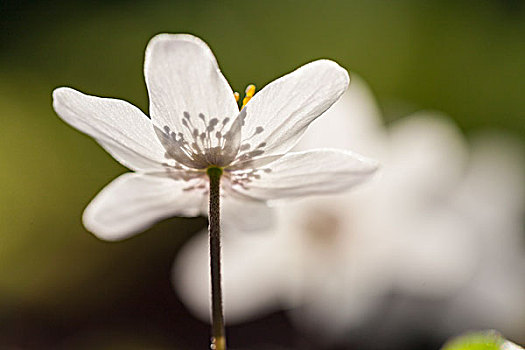 银莲花属