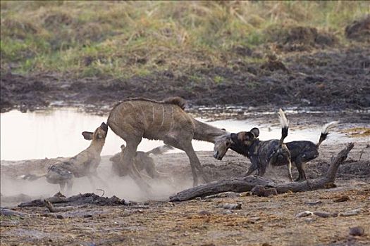 非洲,非洲野犬属,猎捕,年轻,捻角羚,乔贝国家公园,博茨瓦纳