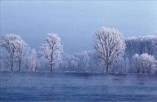 冬天,早晨,树,白霜,薄雾,上方,河,寒冷,施佩耶尔,德国,欧洲