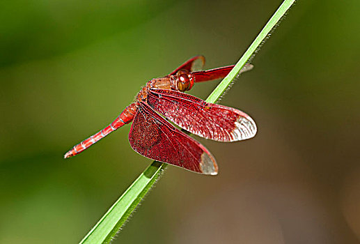 树林,蜻蜓,雄性,收获,柬埔寨,东南亚,亚洲