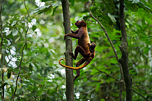红色,啸猴,吼猴,母亲,攀登,幼仔,河,国家公园,亚马逊雨林,厄瓜多尔