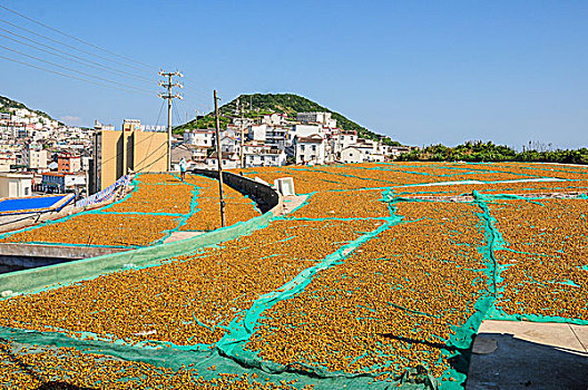 夏天嵊山岛上晒贻贝