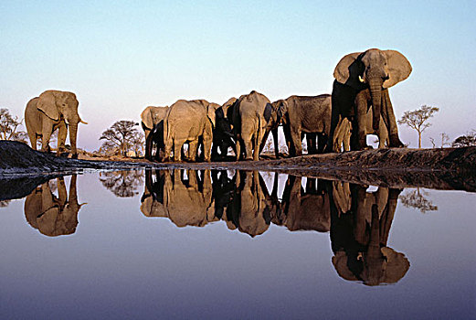 非洲象,牧群,水潭,乔贝国家公园,博茨瓦纳