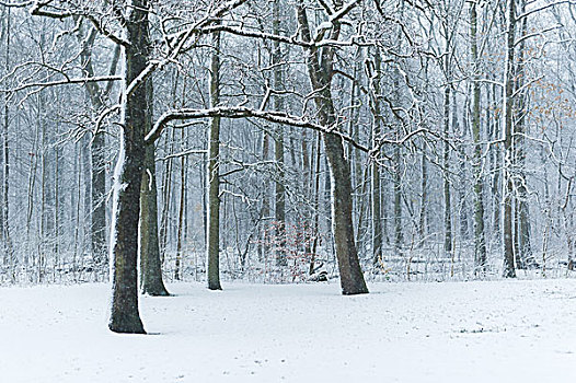 雪地白茫茫