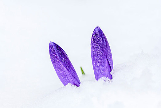 紫色,藏红花,番红花属,雪地,德国,欧洲