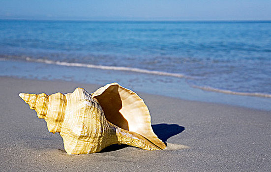 海螺壳,海滩