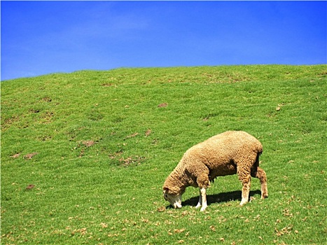 孤单,绵羊,放牧,草地