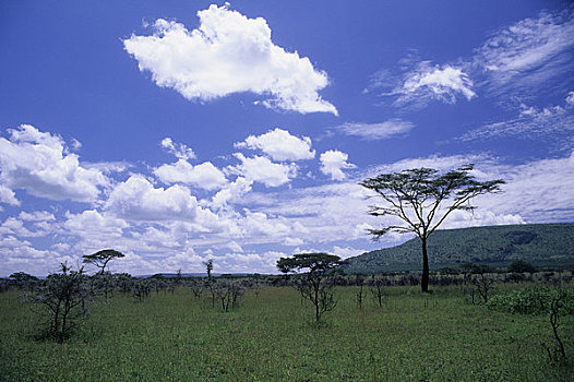 坦桑尼亚,塞伦盖蒂,草地,树