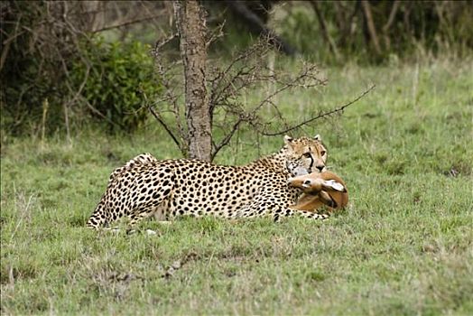 印度豹,猎豹,杀,嘴,肯尼亚,非洲