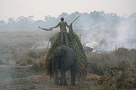 大象,拿,食物,卡齐兰加国家公园,阿萨姆邦,印度,成年,亚洲象,饮食,公斤,不同,植物,一月,2009年
