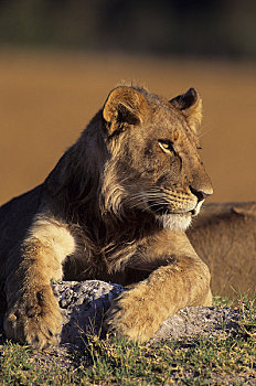 博茨瓦纳,奥卡万戈三角洲,莫瑞米,野生动植物保护区,狮子,白蚁窝