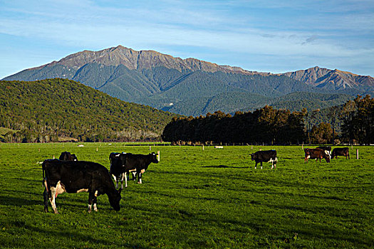乳业,母牛,靠近,区域,西海岸,南岛,新西兰