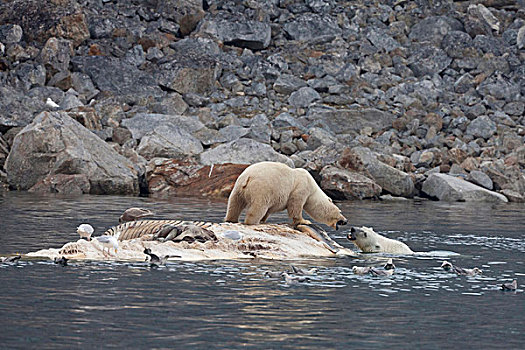 北极熊,两个,成年人,争斗,腐食,死,鳍鲸,长须鲸,尸体,漂浮,斯匹次卑尔根岛,斯瓦尔巴特群岛,北极