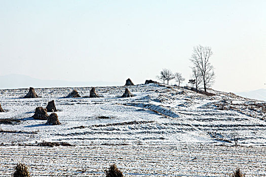 雪野,北方,东北,大雪,原野,土地,冬季,洁白,干净,风景,村庄,农村