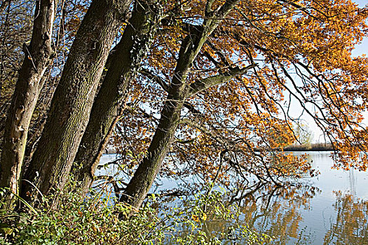 树,秋叶,岸边,湖