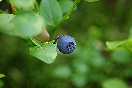 蓝莓,树林,特写,浅,景深