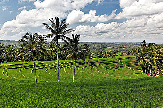 绿色,稻米,大陆,巴厘岛,印度尼西亚
