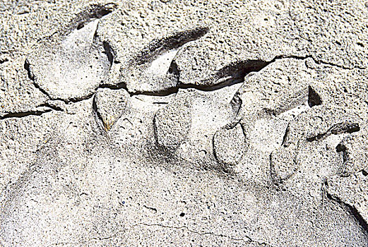 特写,化石,图案,水泥