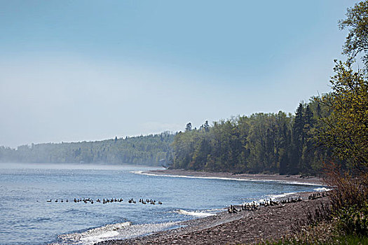 成群,黑额黑雁,苏必利尔湖,桑德贝,安大略省,加拿大