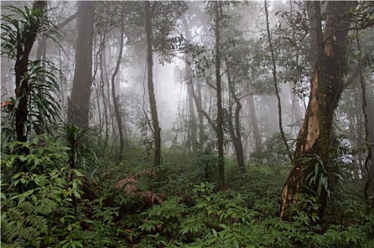 雾林,泰国