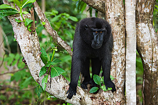黑色,短尾猿,弥猴属,强势,树上,苏拉威西岛,印度尼西亚