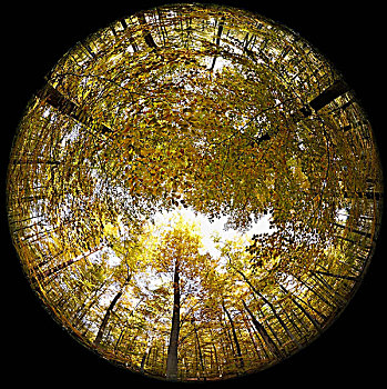 鱼眼镜头,远景,树,树林