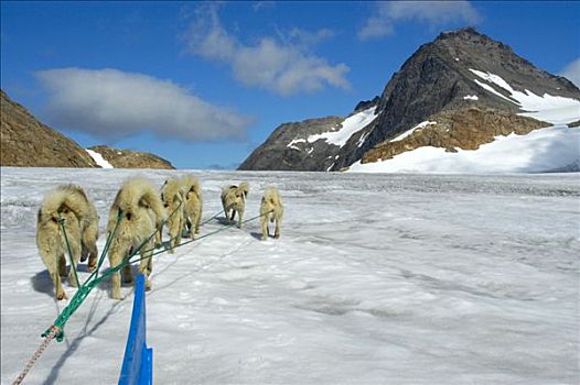 雪橇狗,爱斯基摩犬,马具,冰河,东方,格陵兰,北极