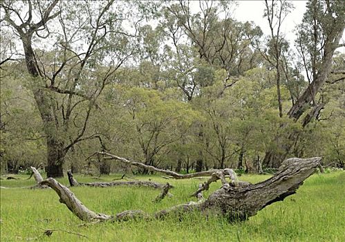 树林,林间空地,靠近,西澳大利亚,澳大利亚